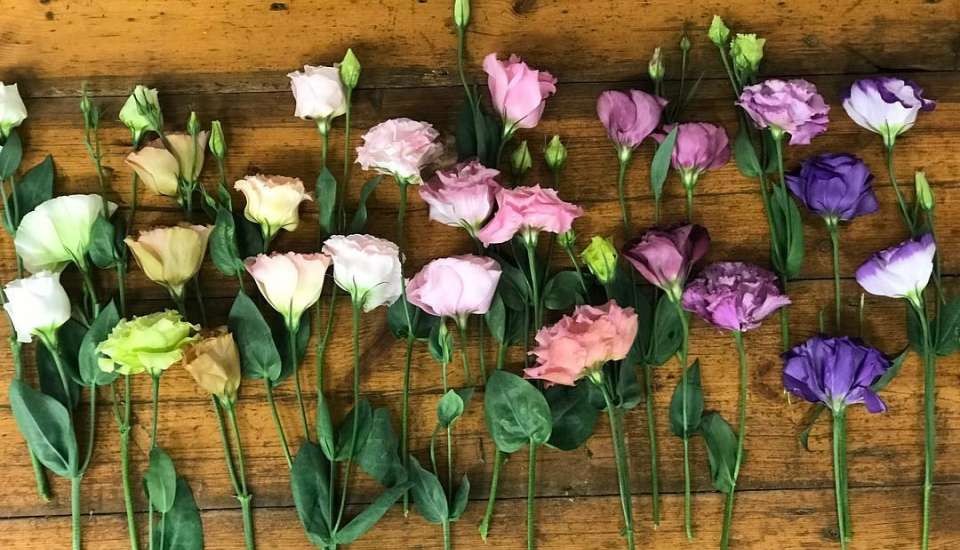 Avonlea Flowers